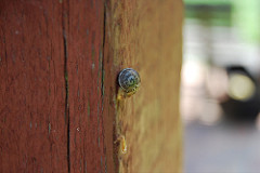 Tiny snail